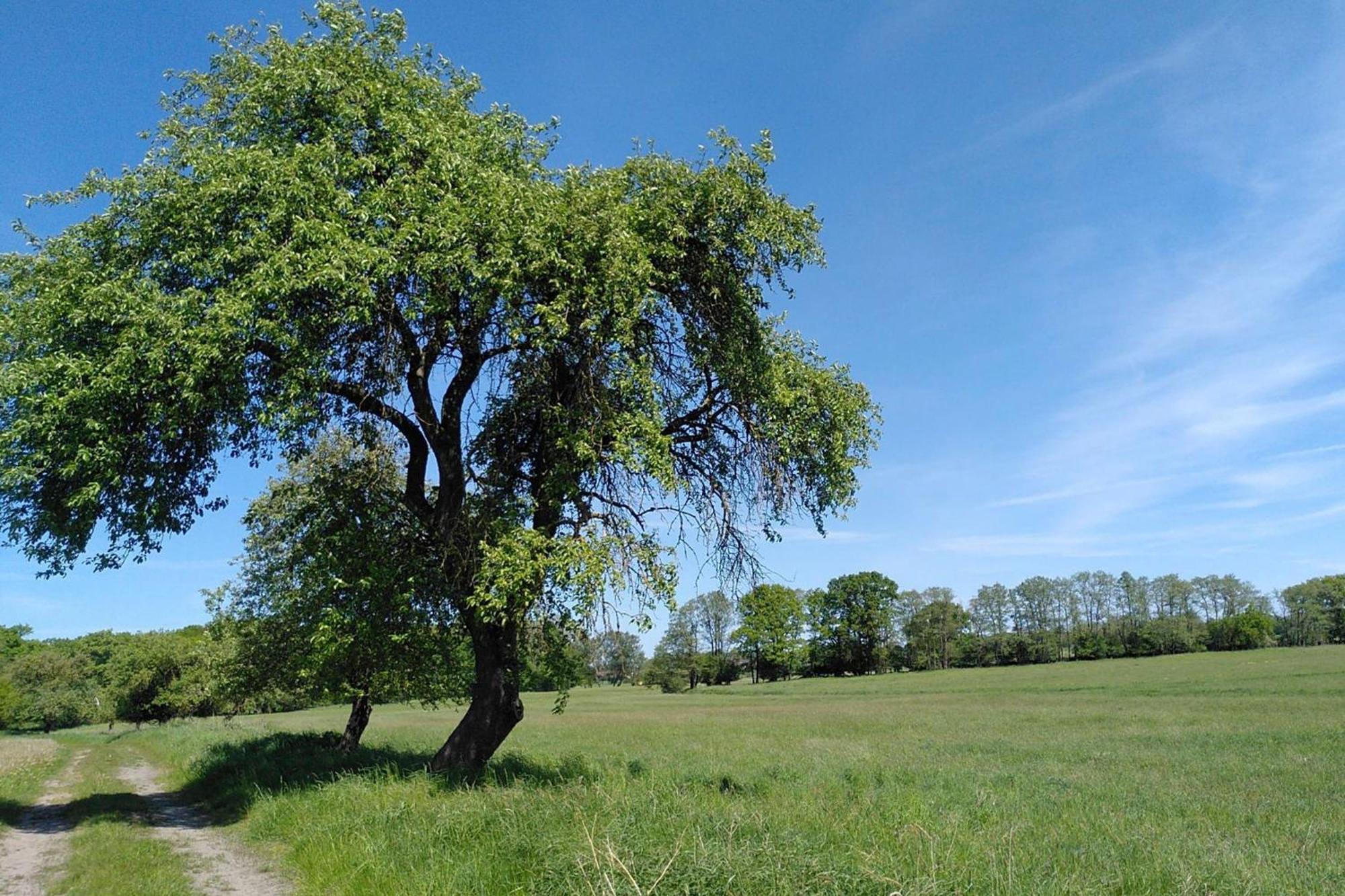 Ferienwohnung Zur Pferdekoppel Bomitz Luaran gambar