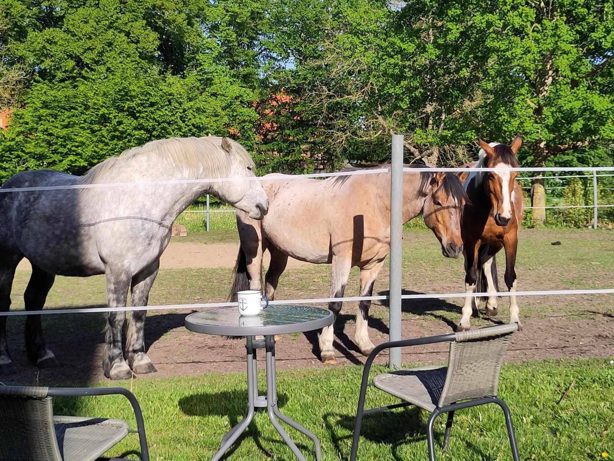Ferienwohnung Zur Pferdekoppel Bomitz Luaran gambar